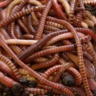 Разведение червей в домашних условиях как выгодный бизнес