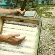Пчеловодство как успешный и перспективный бизнес