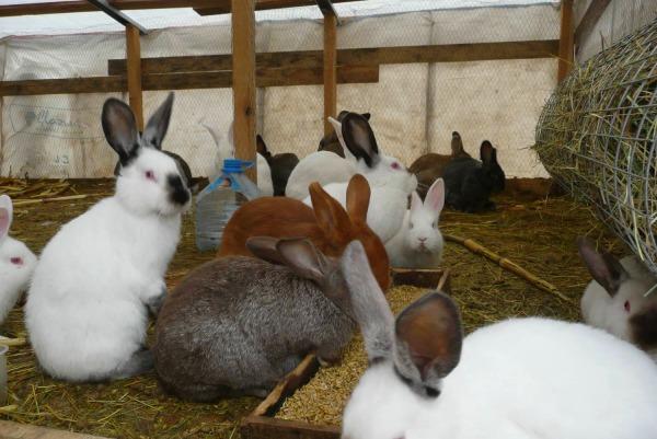 Выращивание кроликов разных пород