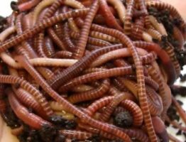 Разведение червей в домашних условиях как выгодный бизнес
